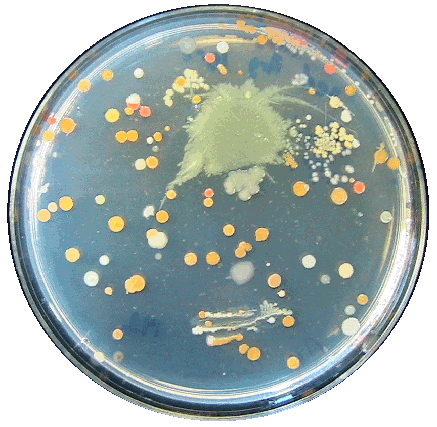 Marine Agar Image